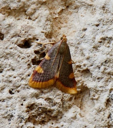 Hypsopygia costalis